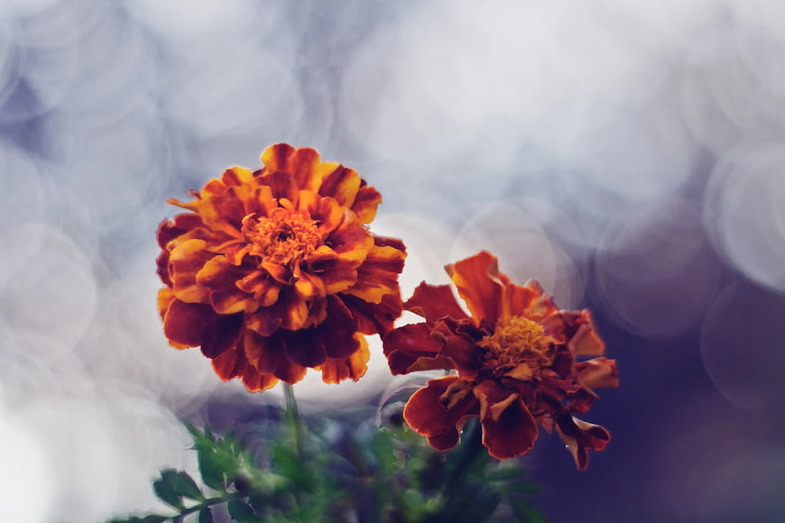 Vibrant orange marigold flowers with soft bokeh background
