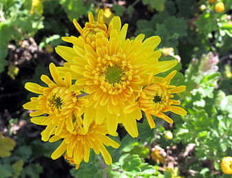 Bright Yellow Chrysanthemum Flowers in Garden