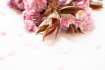 Pink cherry blossoms with brown leaves on white background
