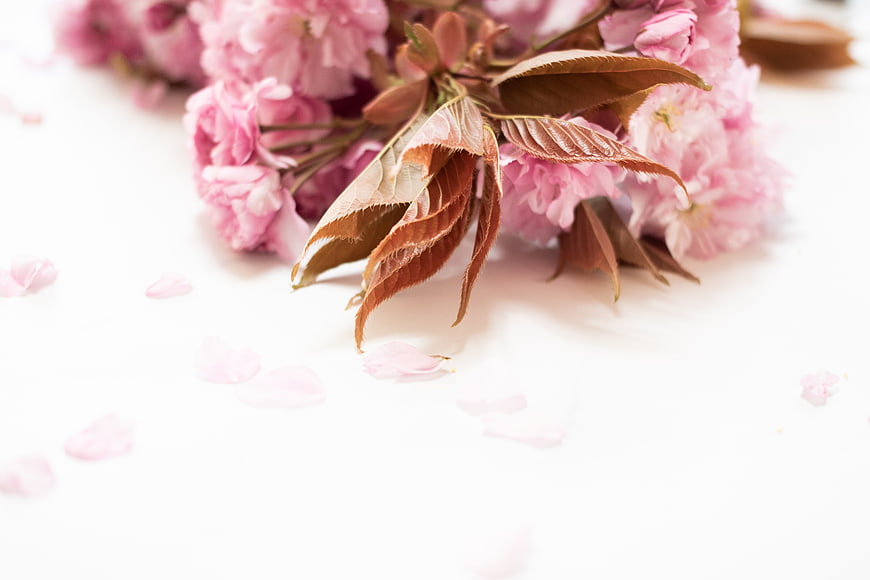 Pink cherry blossoms with brown leaves on white background