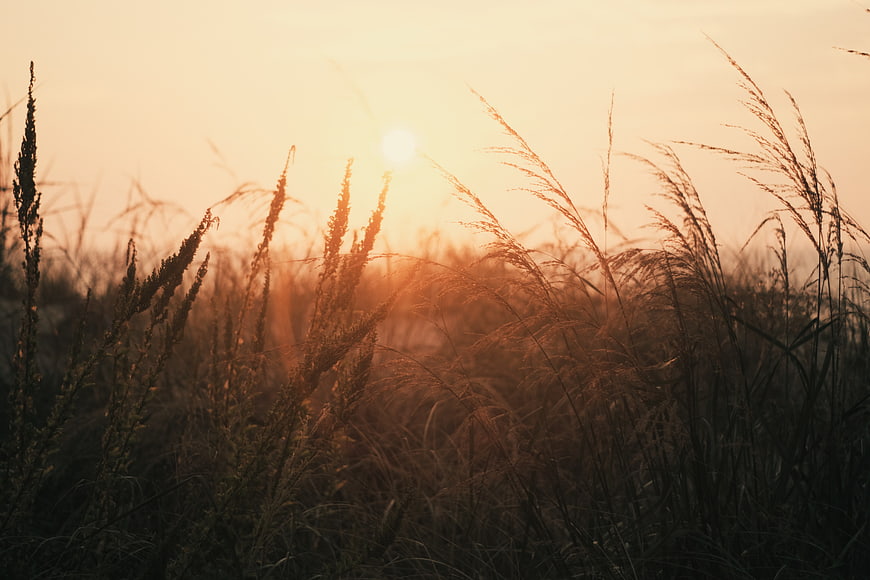 Golden Sunset Silhouette of Tall Grass in a Field