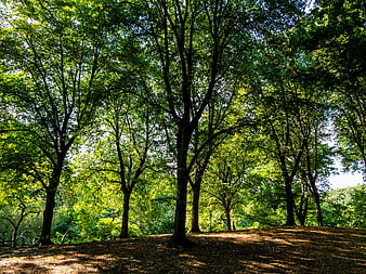 Sunlit Forest Canopy with Dappled Shadows on Ground