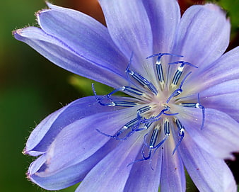 Close-up of purple chicory flower with detailed stamen