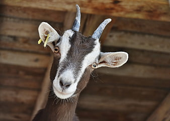 Close-up portrait of a brown and white goat with horns
