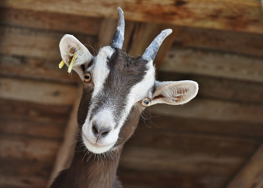 Close-up portrait of a brown and white goat with horns