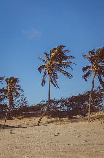 Tropical Palm Trees on Sandy Beach with Blue Sky