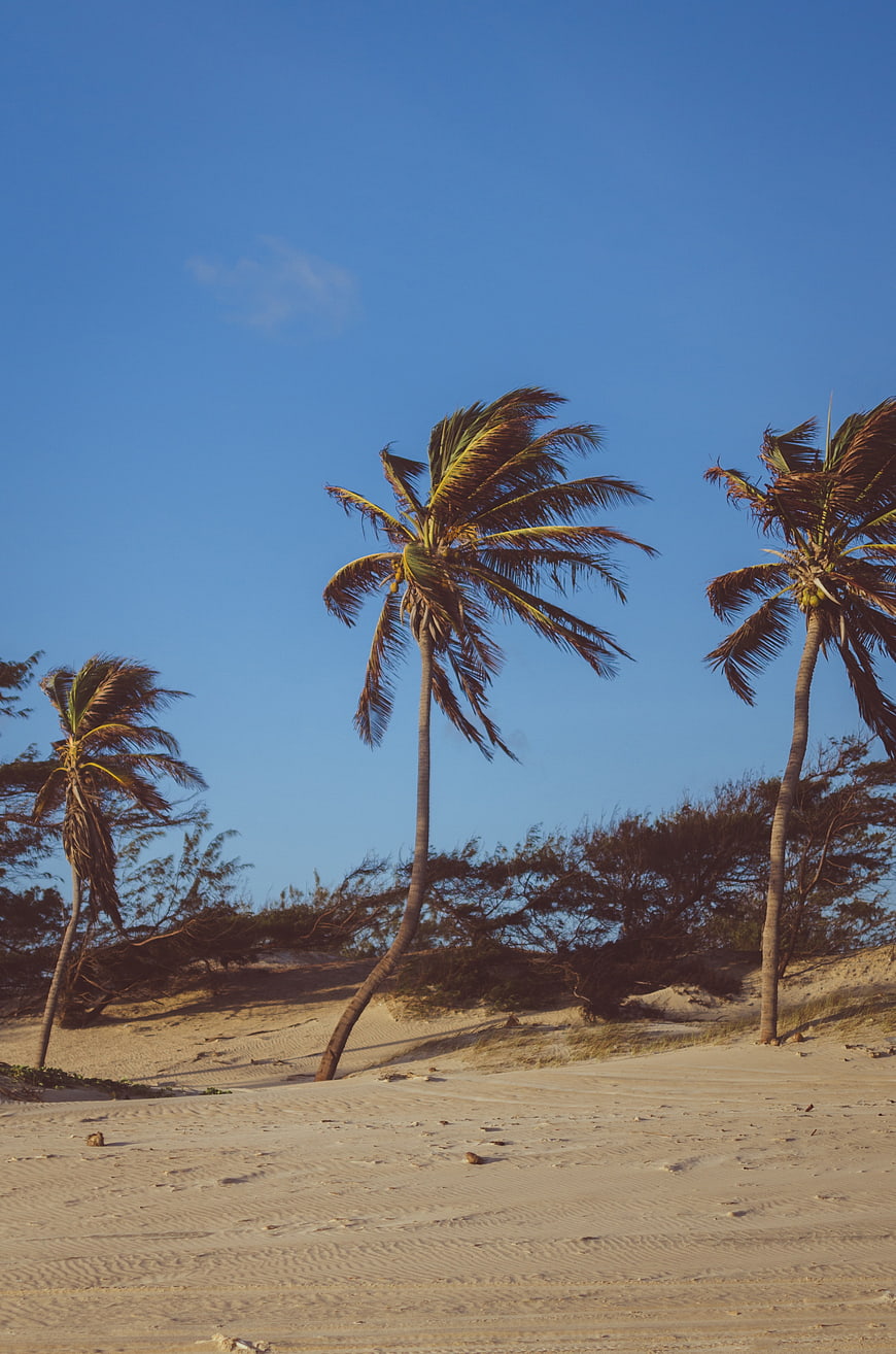 Tropical Palm Trees on Sandy Beach with Blue Sky