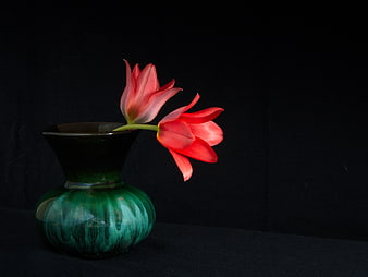 Red Tulips in Green Ceramic Vase on Black Background