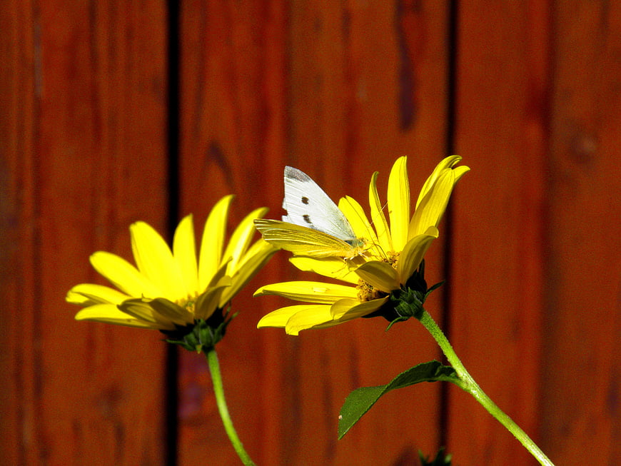 White Butterfly on Yellow Flower Against Wooden Fence