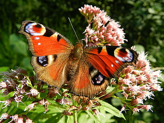 Peacock Butterfly on Pink Phlox Flower