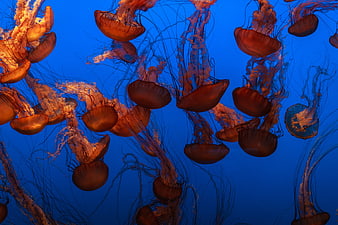 Orange Jellyfish Floating in Deep Blue Ocean Water