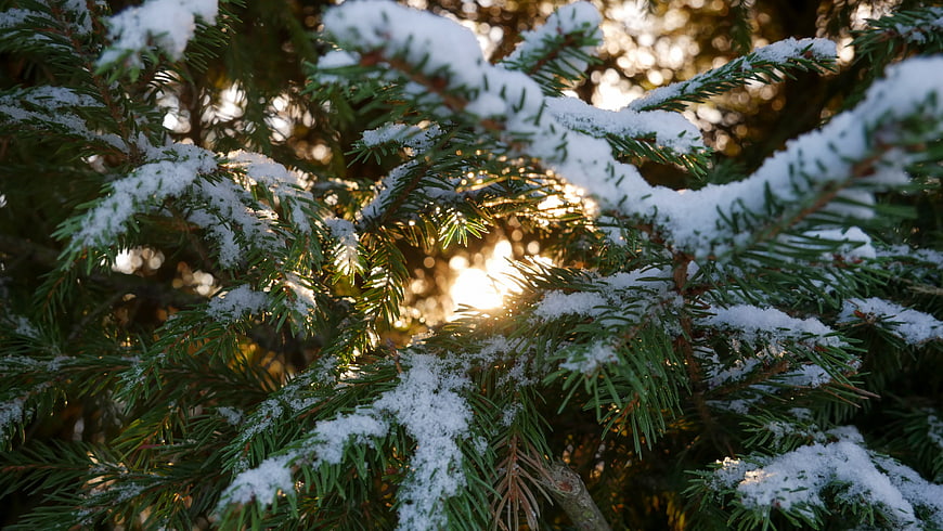 Sunlit Snowy Pine Branches in Winter Forest