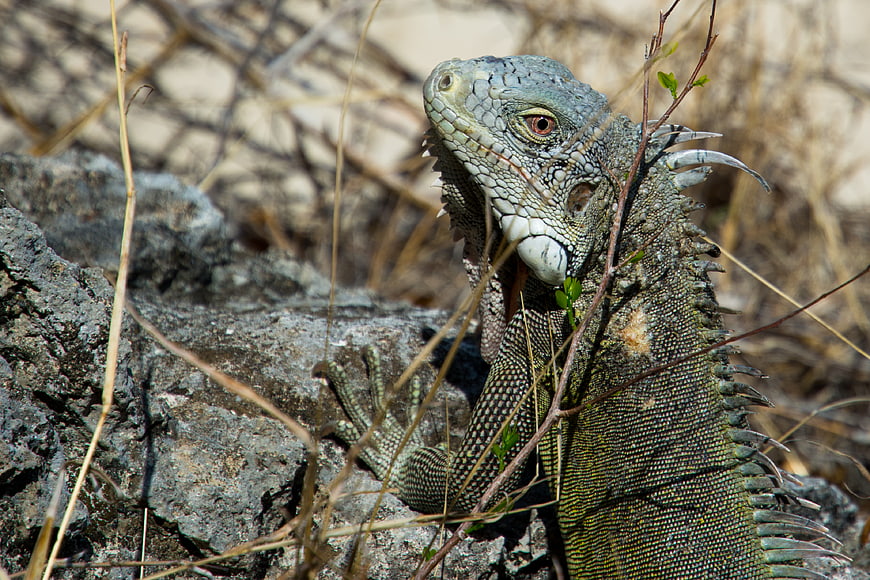 Close-up of a Green Iguana on a Rocky Outcrop