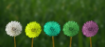 Colorful Dandelion Seed Heads in a Row on Green Background