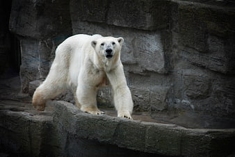 Polar Bear Walking on Rocky Zoo Enclosure