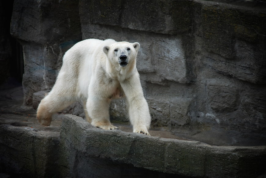 Polar Bear Walking on Rocky Zoo Enclosure