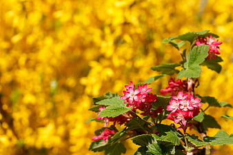 Pink Red Currant Blossoms Against Yellow Background