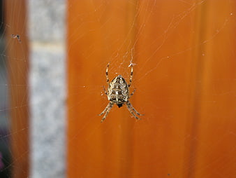 Garden Spider on Web Against Orange Wooden Fence