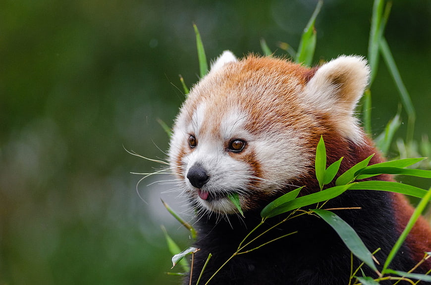Cute Red Panda Eating Bamboo Leaves in Nature