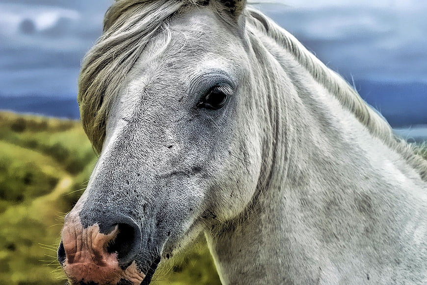 Close-up portrait of a white horse in a field