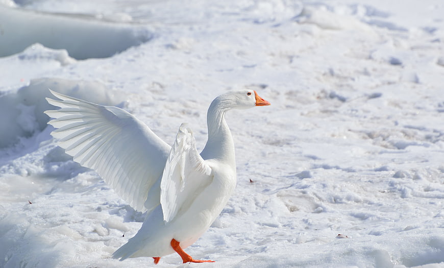 White Goose Spreading Wings on Snowy Winter Landscape