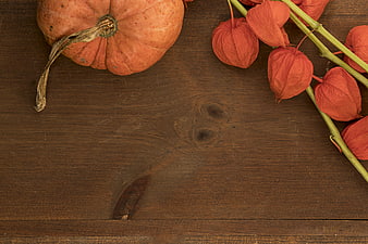Autumn Pumpkin and Lantern Berries on Dark Wood Background
