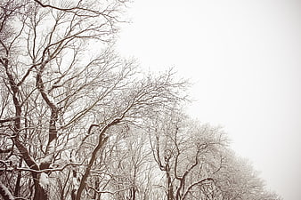Snowy Bare Winter Trees Against White Sky