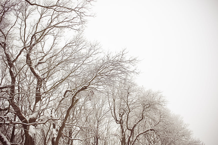 Snowy Bare Winter Trees Against White Sky