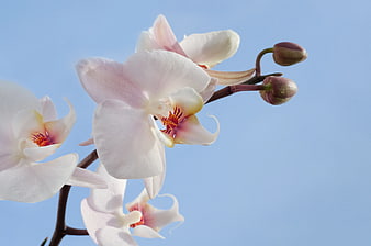White Orchid Blooms Against Blue Sky