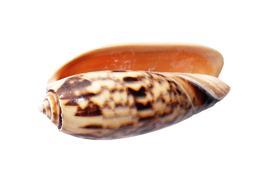 Brown and Cream Patterned Seashell on White Background