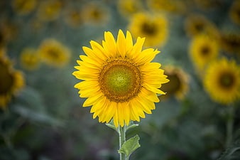 Vibrant Sunflower in Field with Blurred Background
