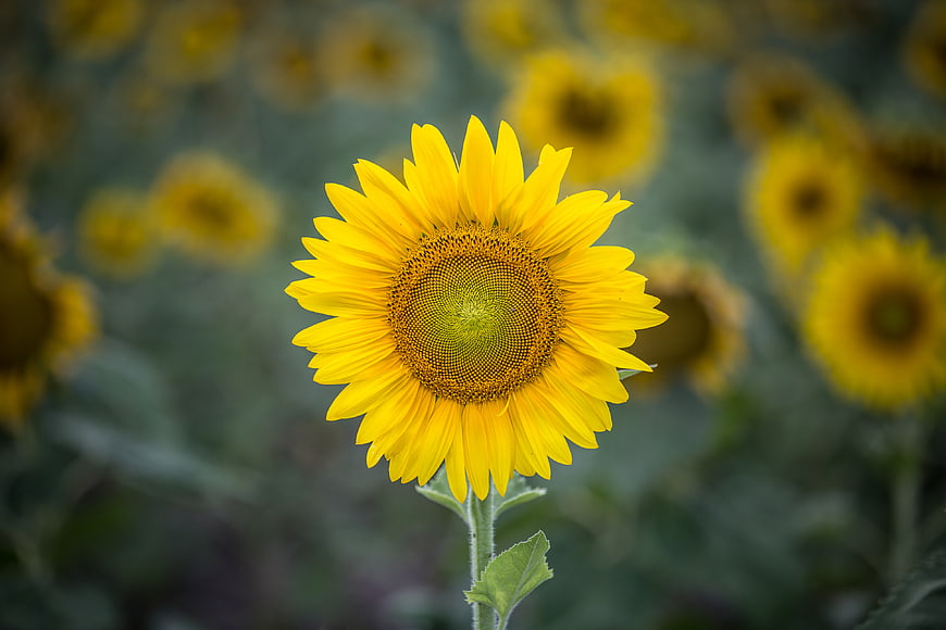 Vibrant Sunflower in Field with Blurred Background