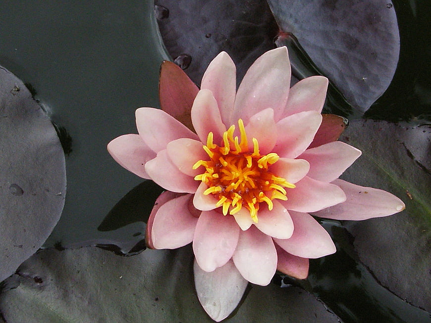 Pink Water Lily with Yellow Center on Dark Pond