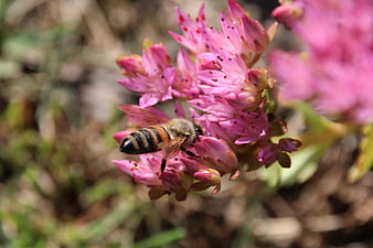 Honeybee Pollinating Pink Sedum Flower Close-Up