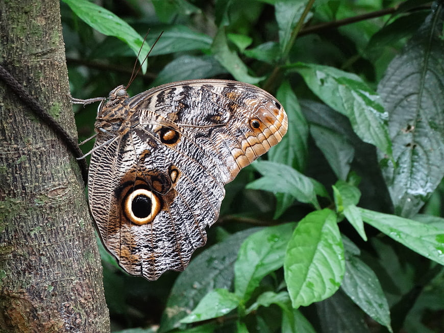 Close-up of Owl Butterfly on Tree Bark in Jungle
