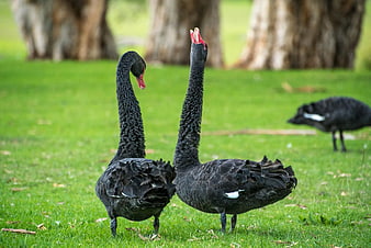 Two Black Swans Standing on Green Grass