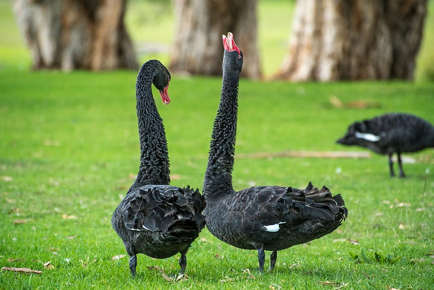 Two Black Swans Standing on Green Grass