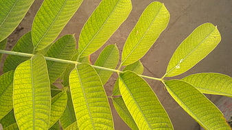 Close-up of vibrant green mango leaves with detailed veins