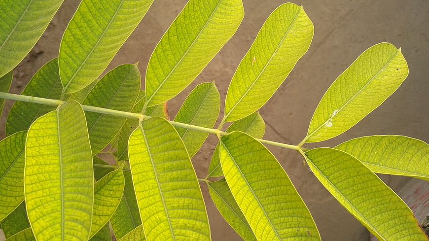 Close-up of vibrant green mango leaves with detailed veins