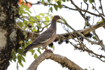 Brown dove perched on a tree branch in nature