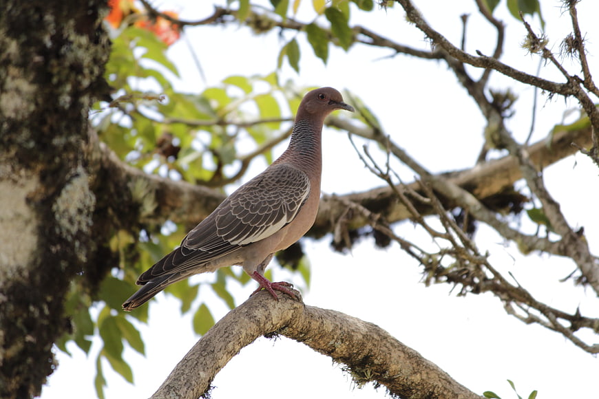 Brown dove perched on a tree branch in nature
