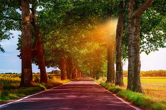 Sunlit Tree-Lined Country Road Leading Through Green Fields