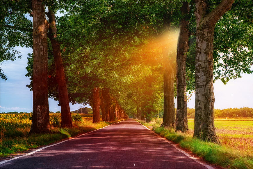Sunlit Tree-Lined Country Road Leading Through Green Fields