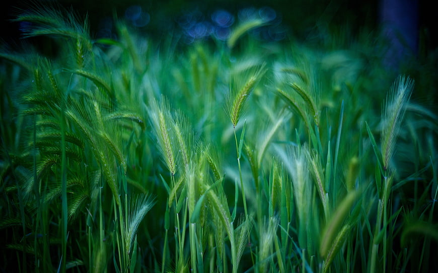 Close-up of green foxtail grass in a field