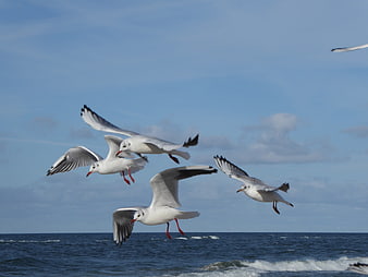 Seagulls Flying Over Ocean Waves