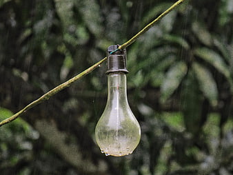 Clear light bulb hanging on branch in rain