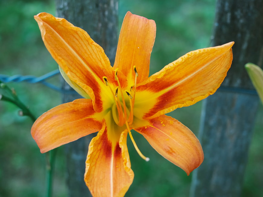 Close-up of vibrant orange daylily flower in garden