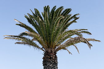 Lone Palm Tree Against Clear Blue Sky