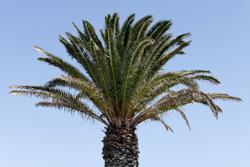 Lone Palm Tree Against Clear Blue Sky