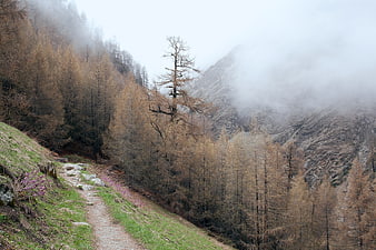 Misty Mountain Trail Through Autumn Larch Forest